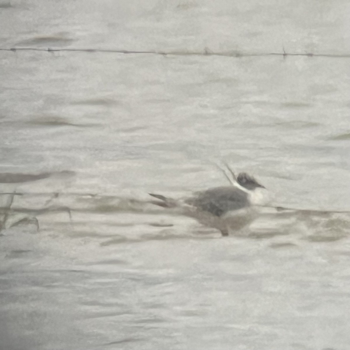 Franklin's Gull - ML639984345
