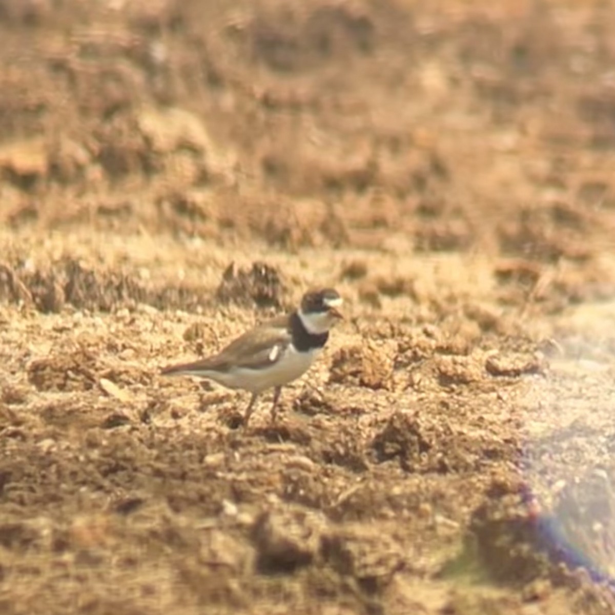 Semipalmated Plover - ML639984380