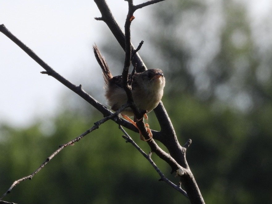Sedge Wren - ML639984399