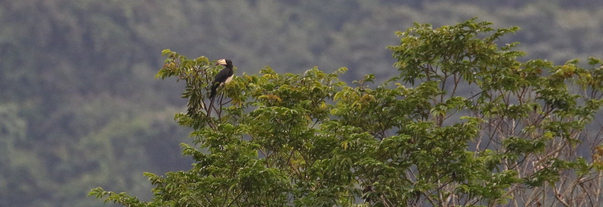 Congo Pied Hornbill - ML639984447