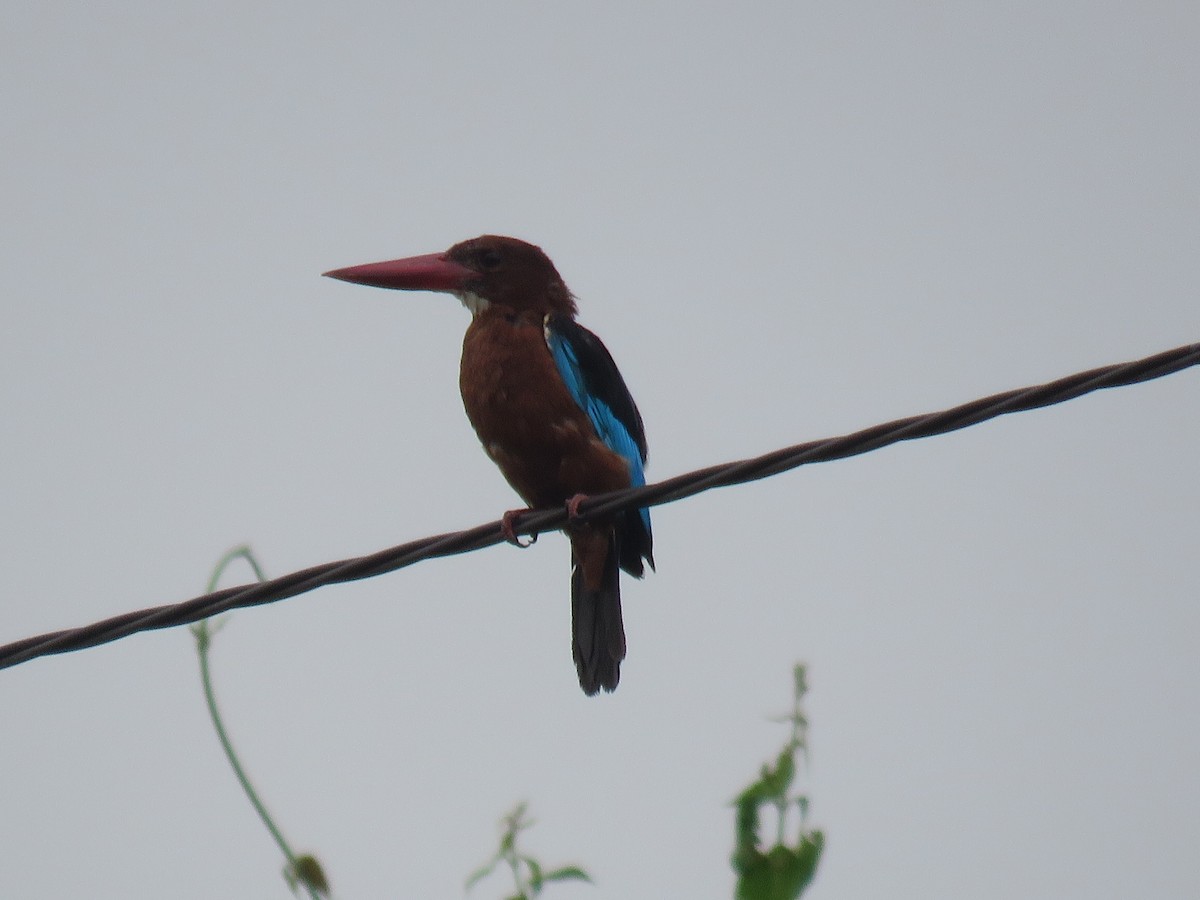 Brown-breasted Kingfisher - ML639984461