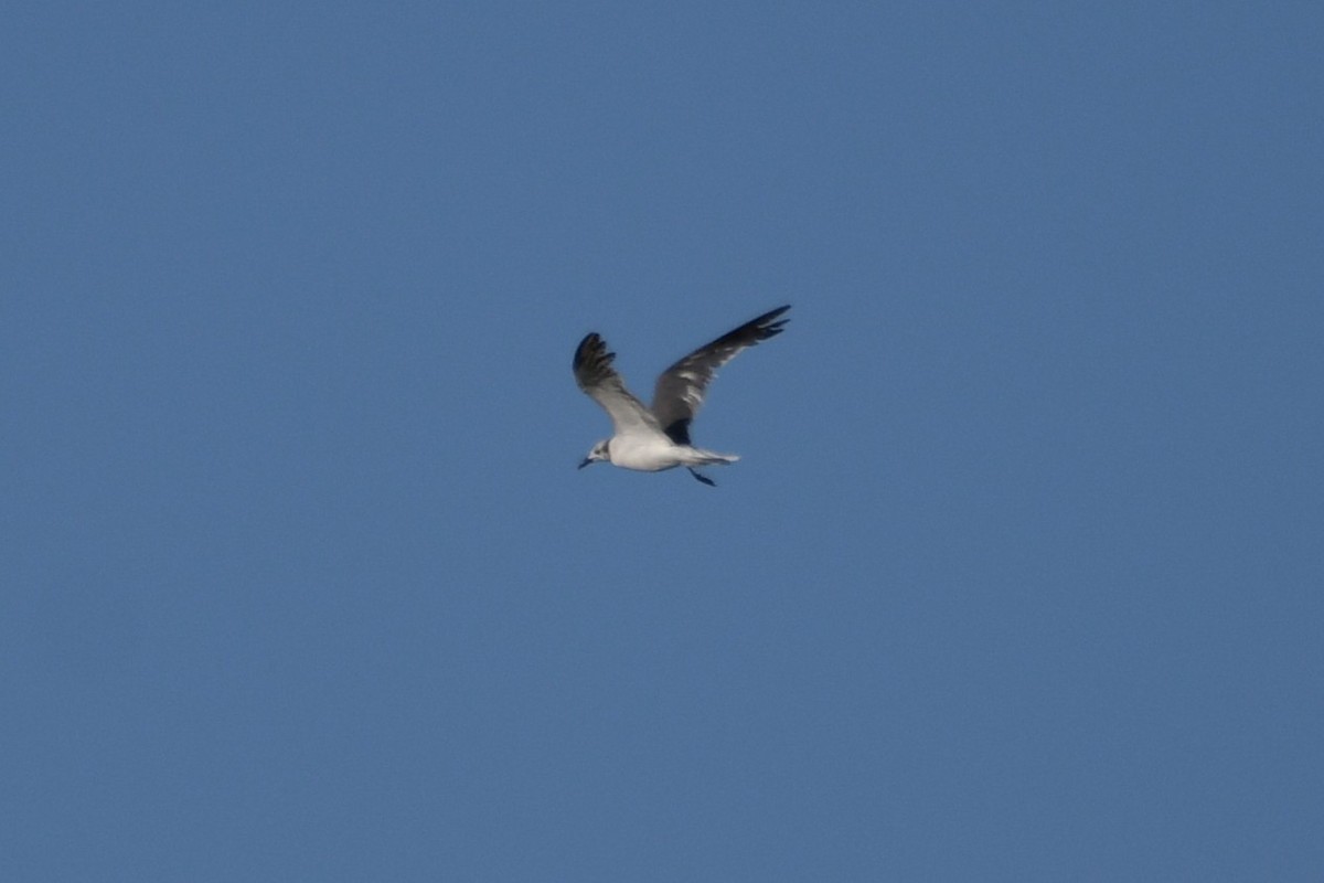 Laughing Gull - ML639984462