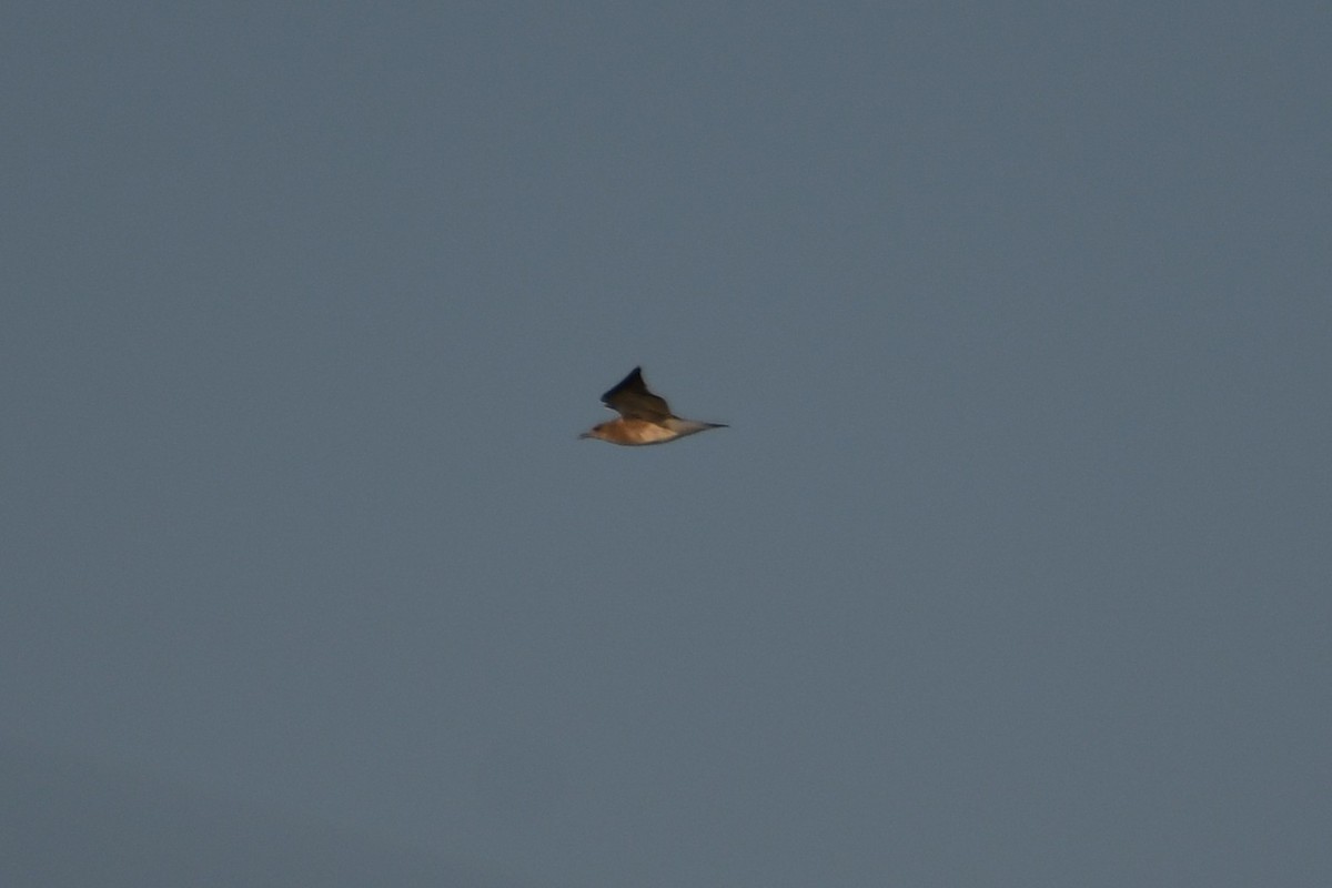Laughing Gull - ML639984463