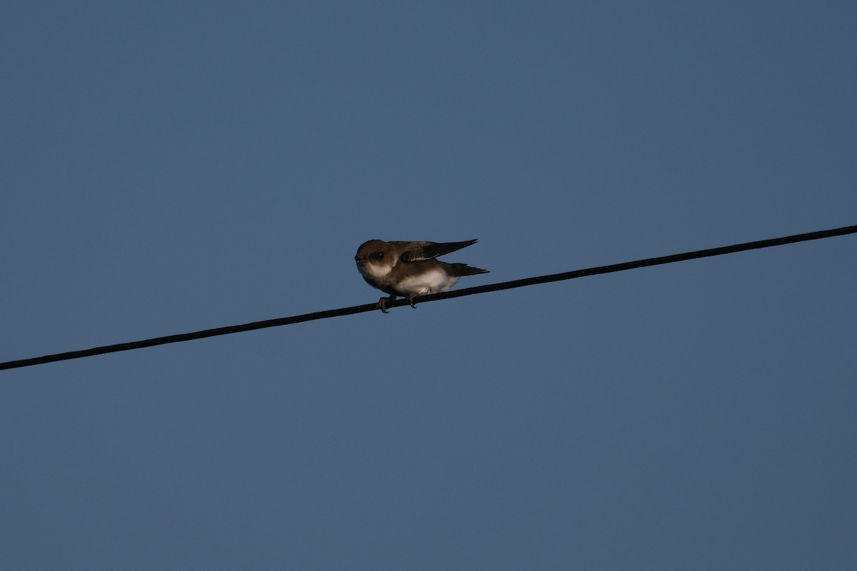Bank Swallow - ML639984482