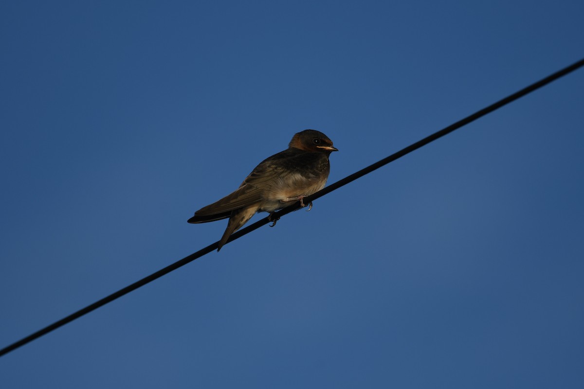 Cliff Swallow - ML639984494