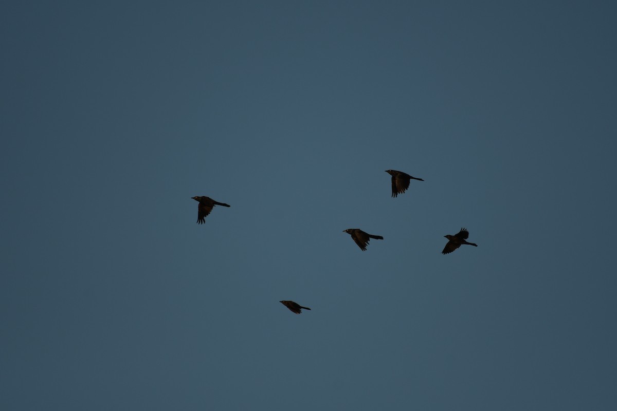 Common Grackle - ML639984498