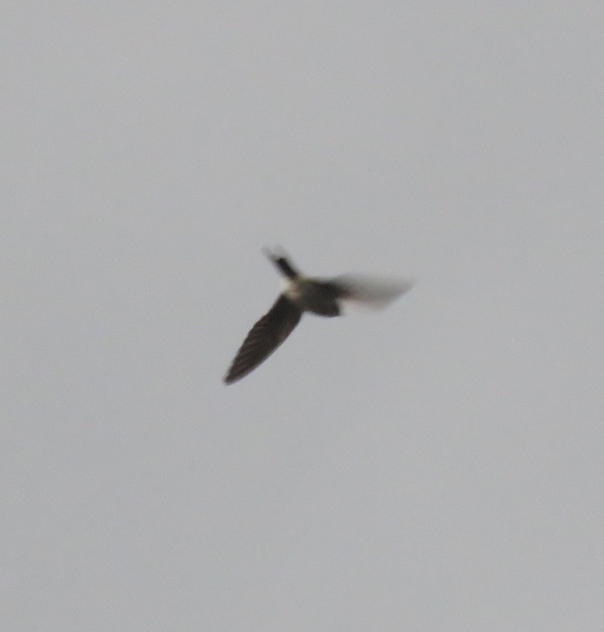 Eastern Red-rumped Swallow (Striated) - ML639984519