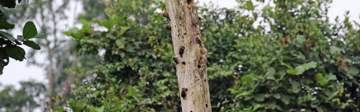 Naked-faced Barbet - ML639984576