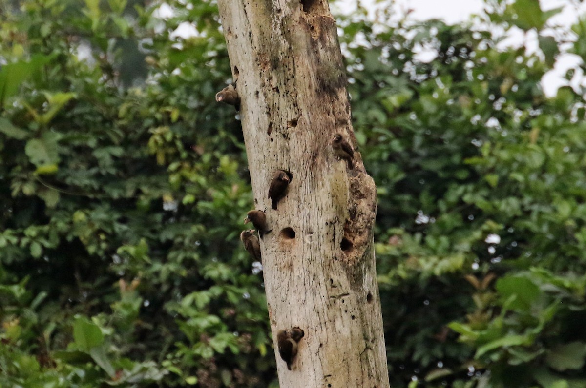 Naked-faced Barbet - ML639984577