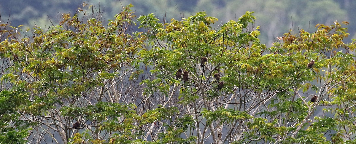 Naked-faced Barbet - ML639984578