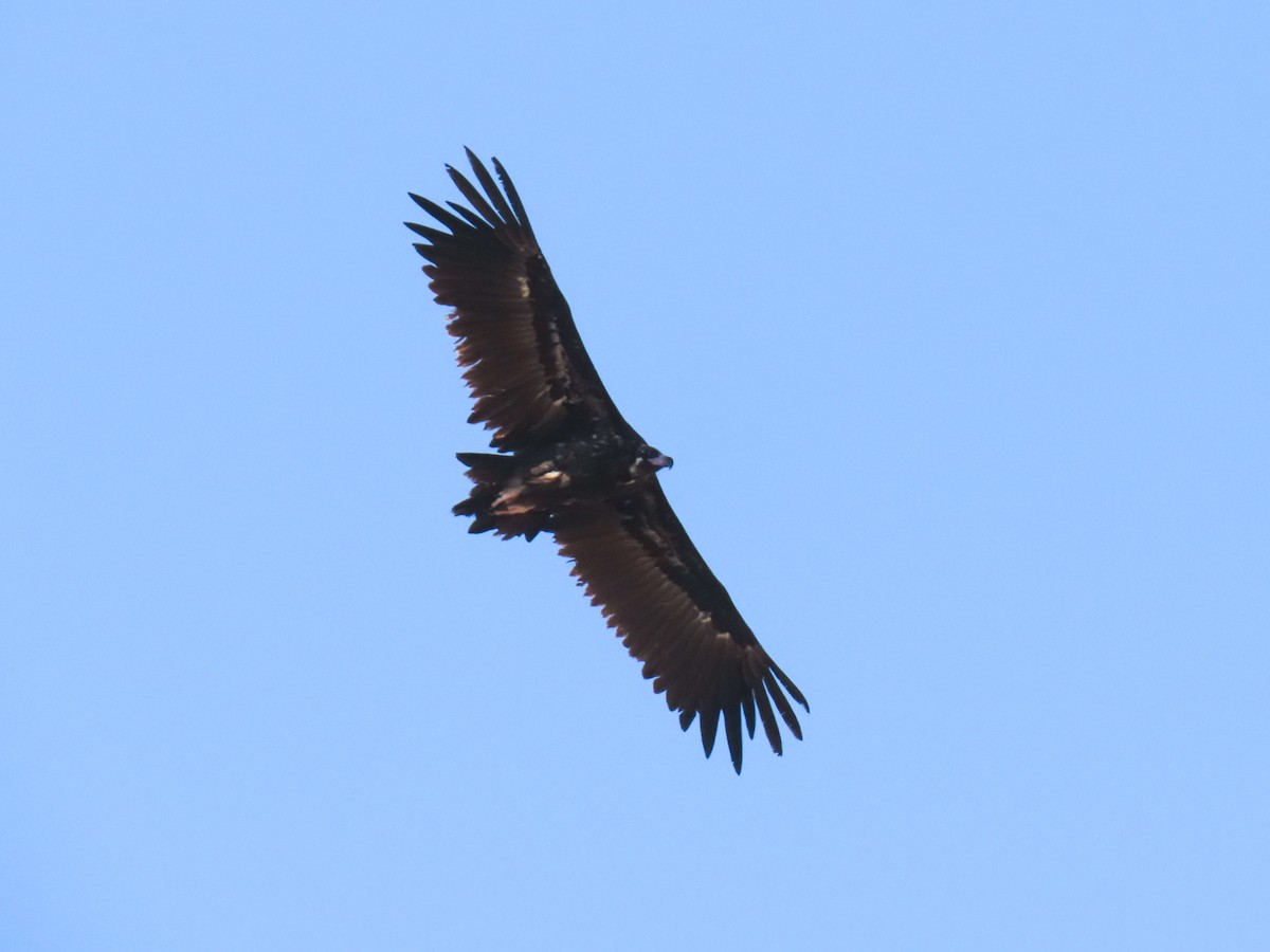 Нөмрөг тас - ML639984597