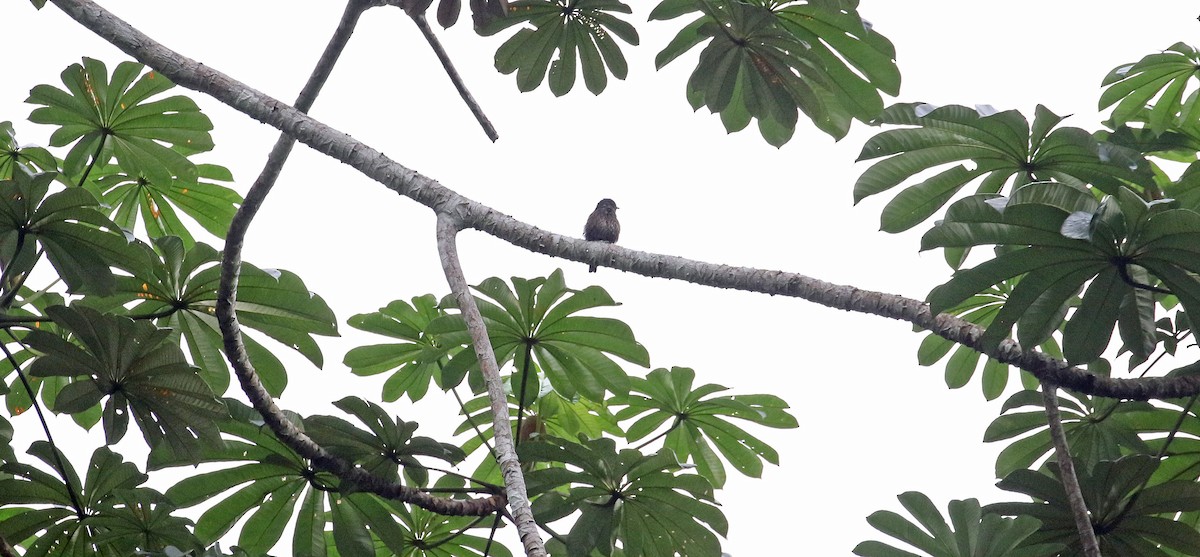 Sooty Flycatcher - ML639984598