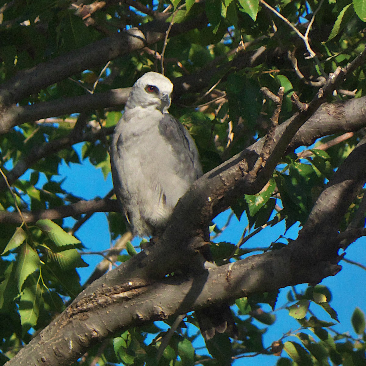 Mississippi Kite - ML639984629
