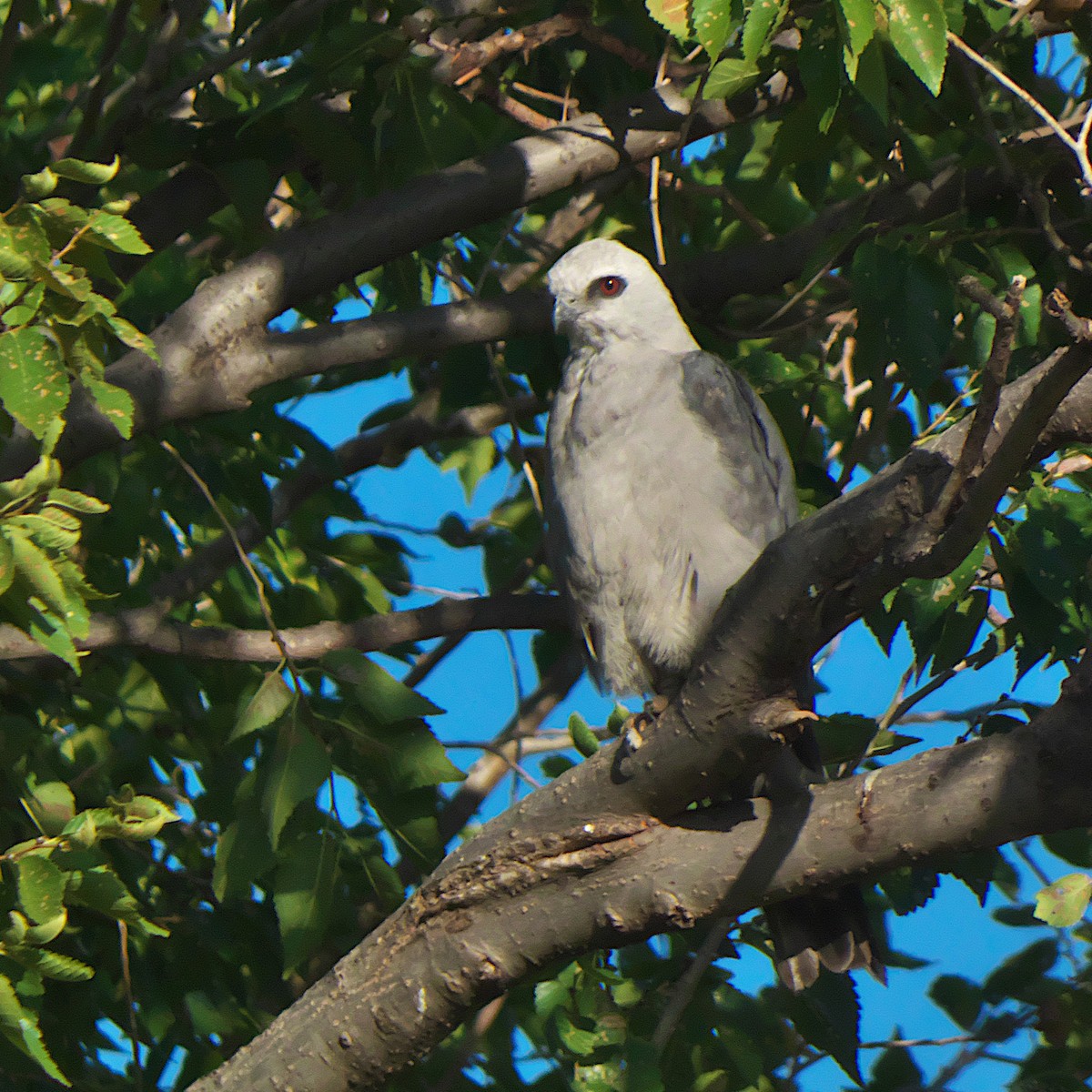 Mississippi Kite - ML639984630