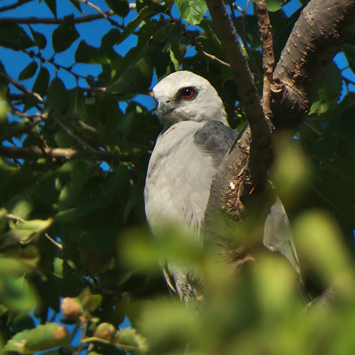 Mississippi Kite - ML639984631