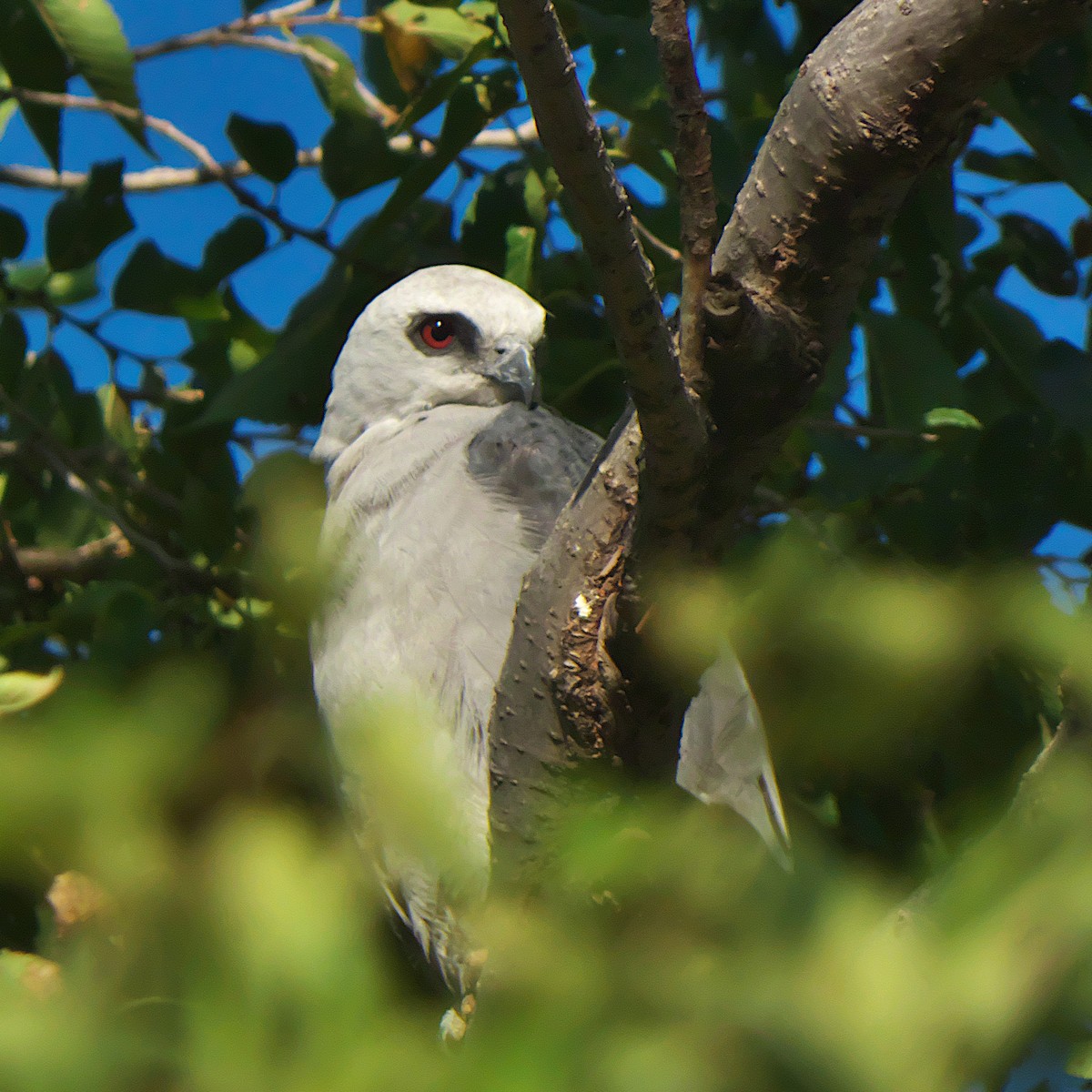 Mississippi Kite - ML639984632