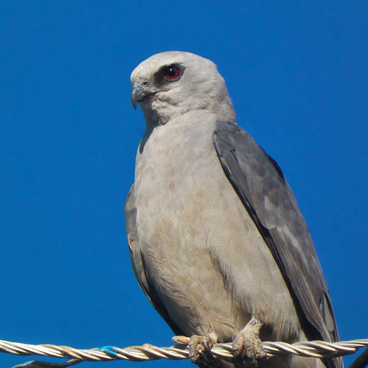 Mississippi Kite - ML639984633