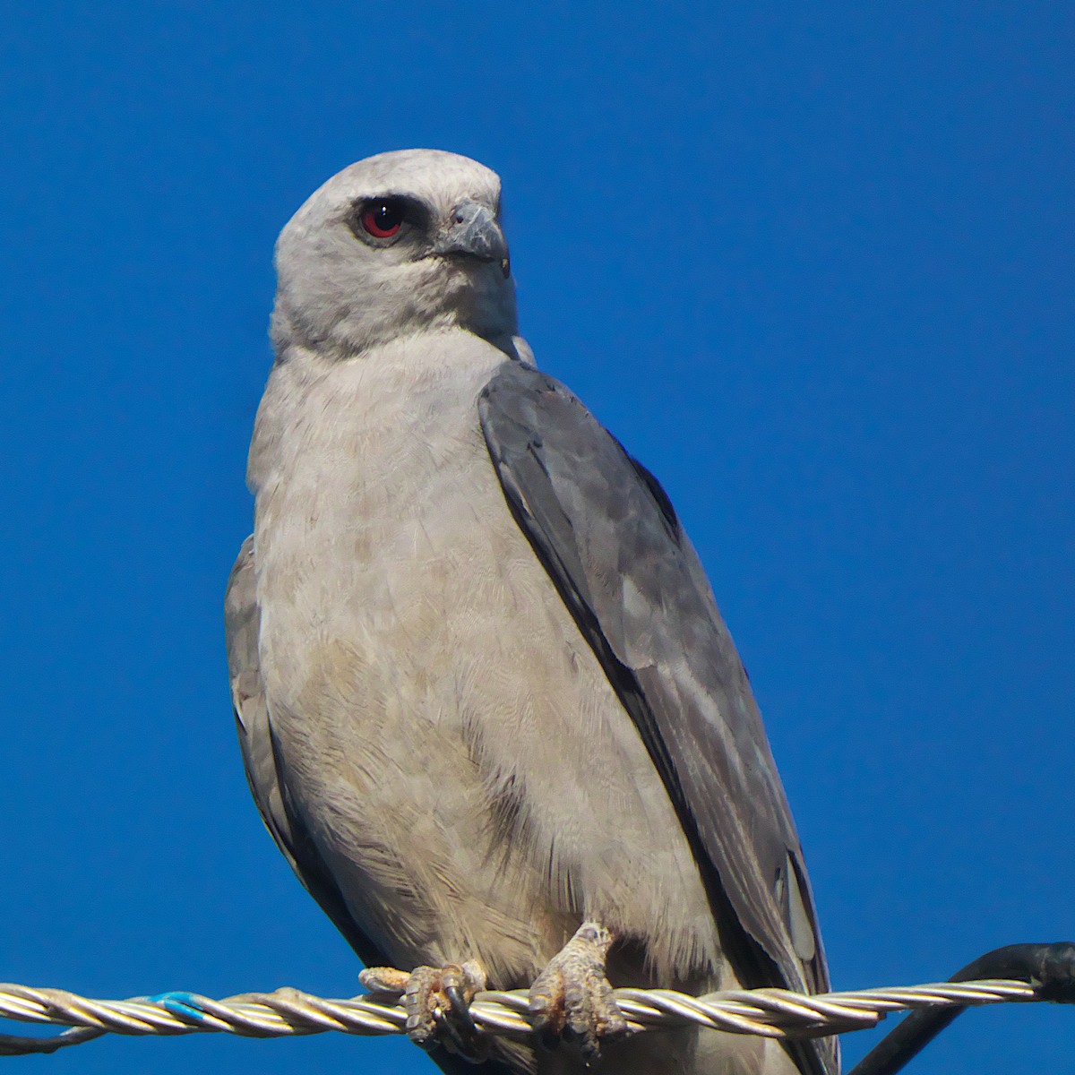 Mississippi Kite - ML639984634