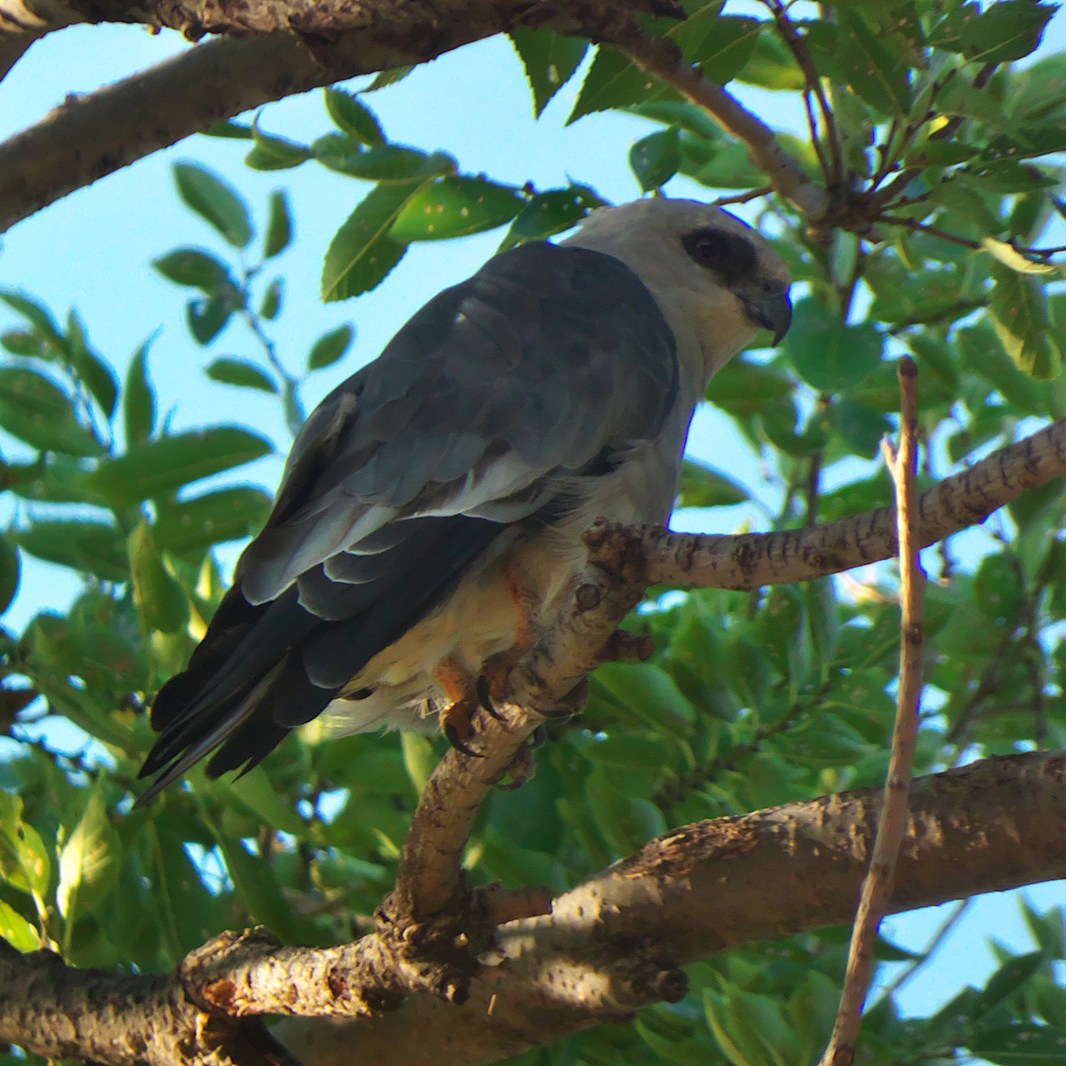 Mississippi Kite - ML639984635