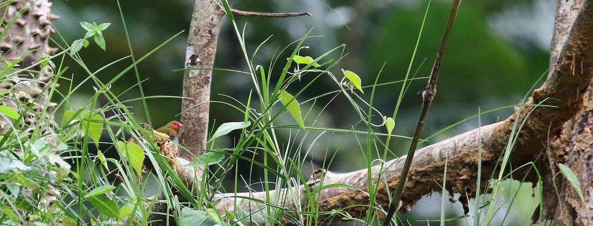 Green-backed Twinspot - ML639984729