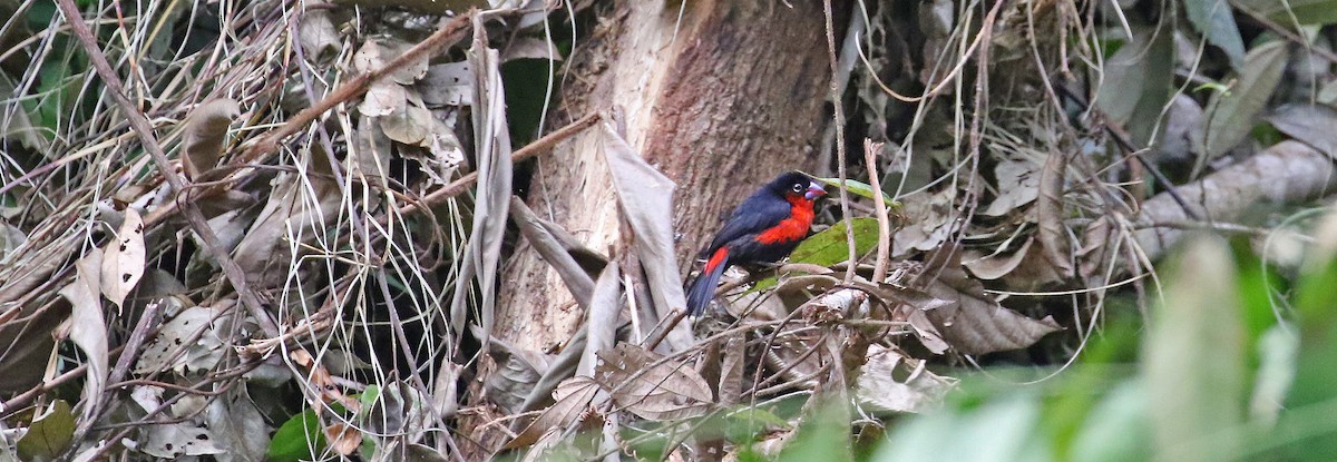 Western Bluebill - ML639984784