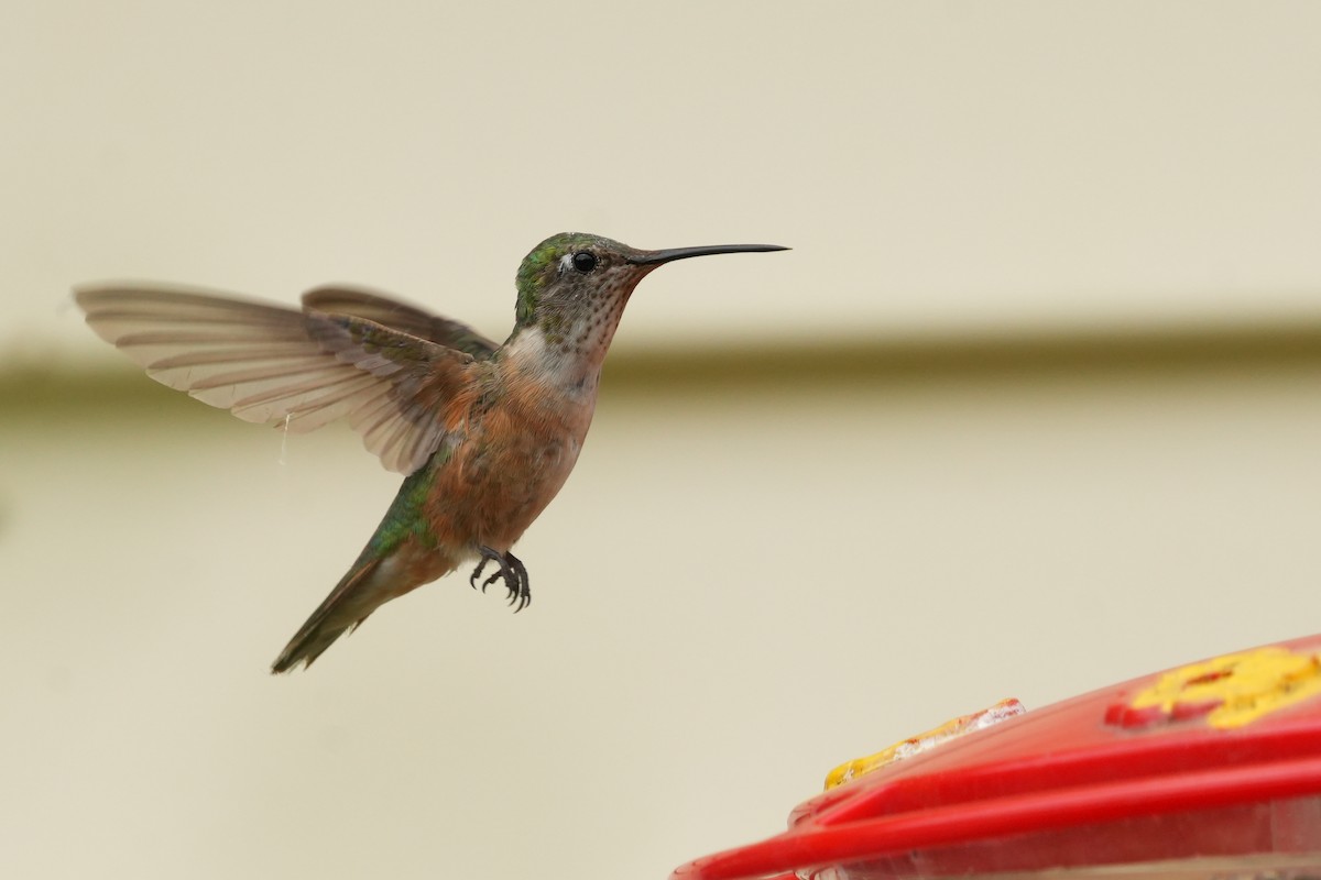 Broad-tailed Hummingbird - ML639984786