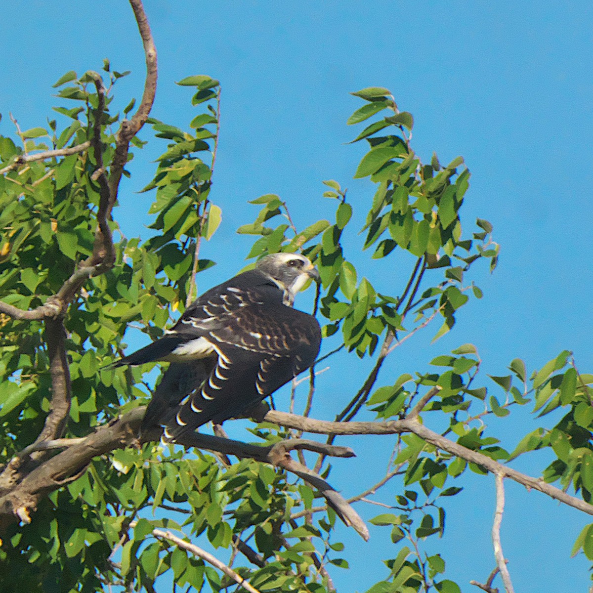 Mississippi Kite - ML639984817