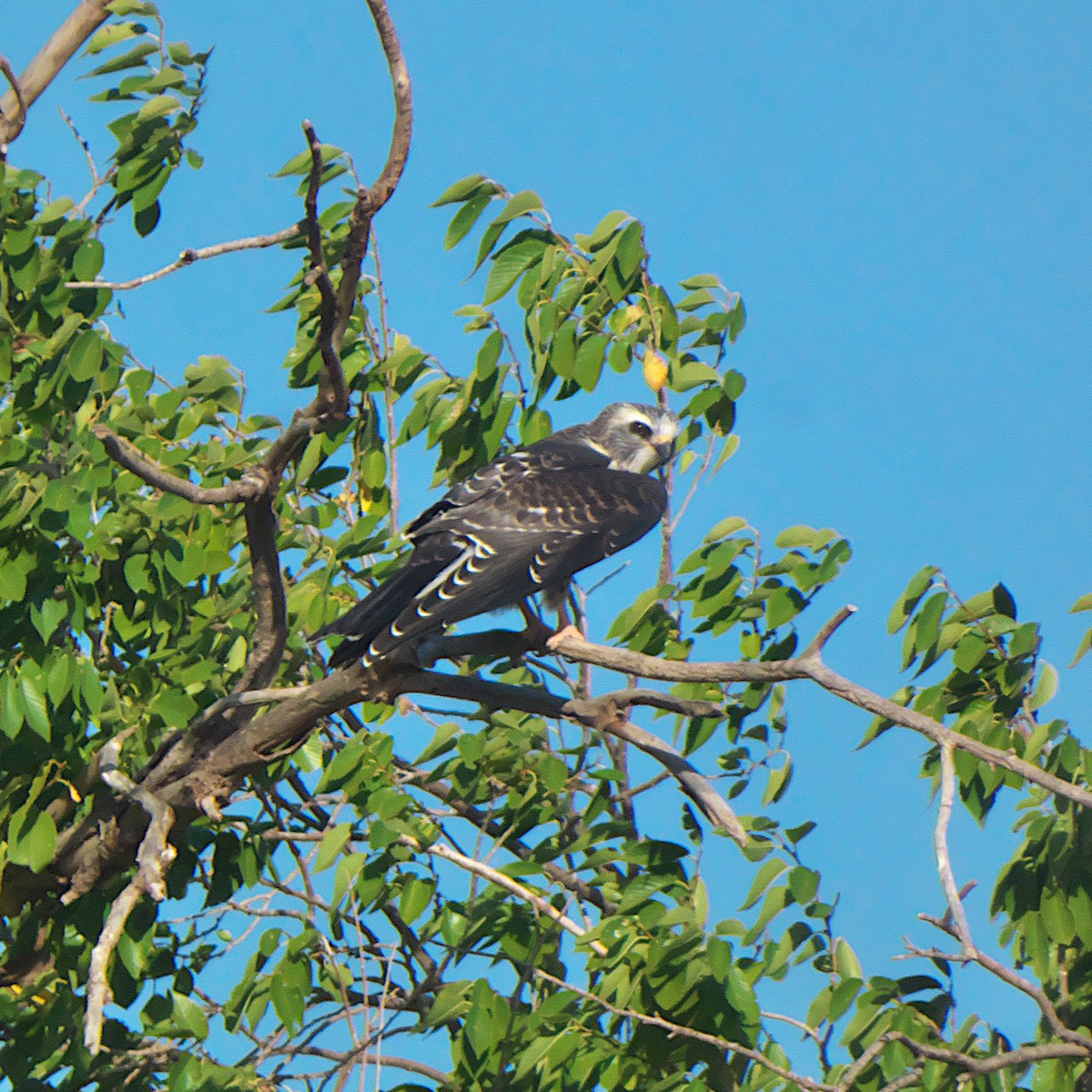 Mississippi Kite - ML639984822