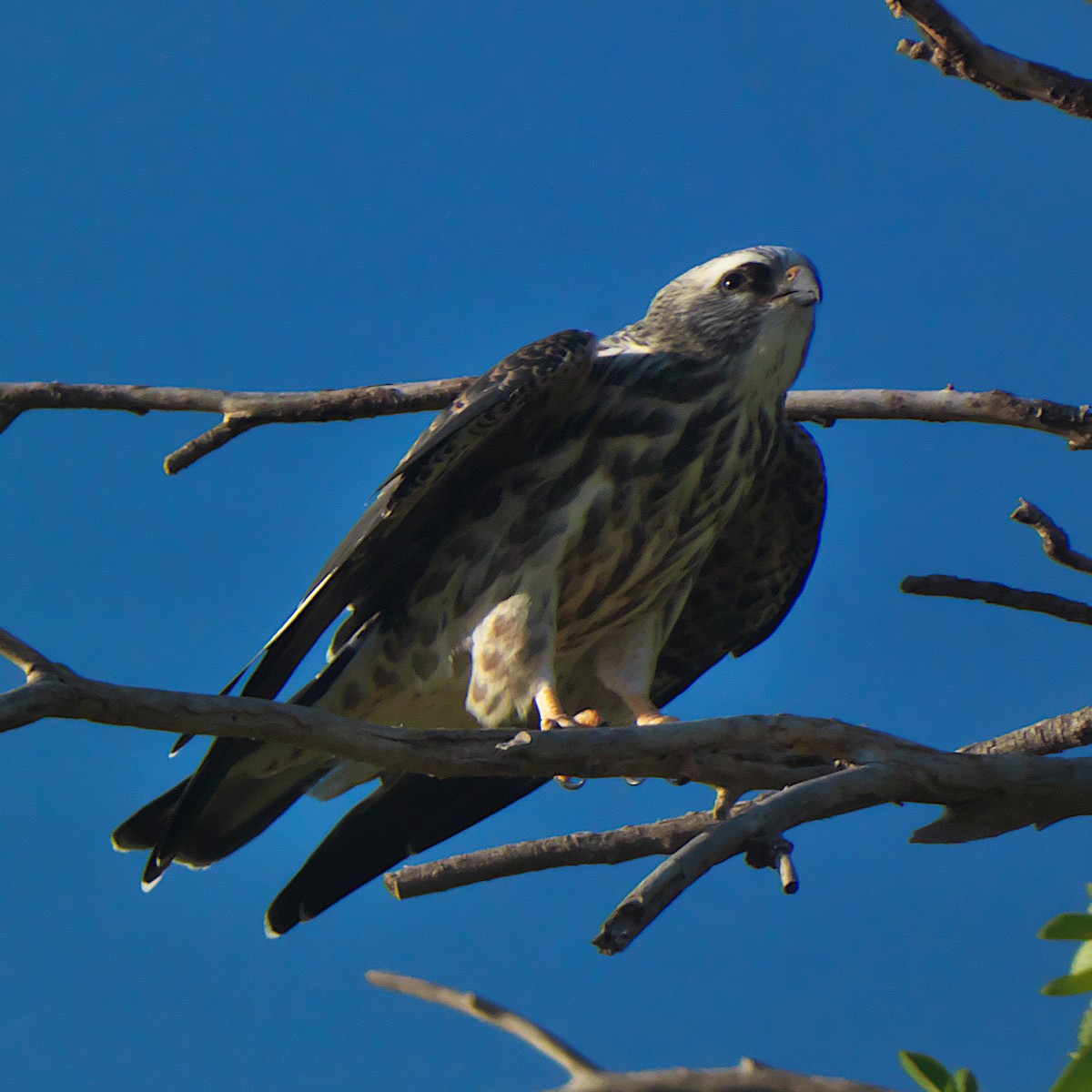 Mississippi Kite - ML639984823
