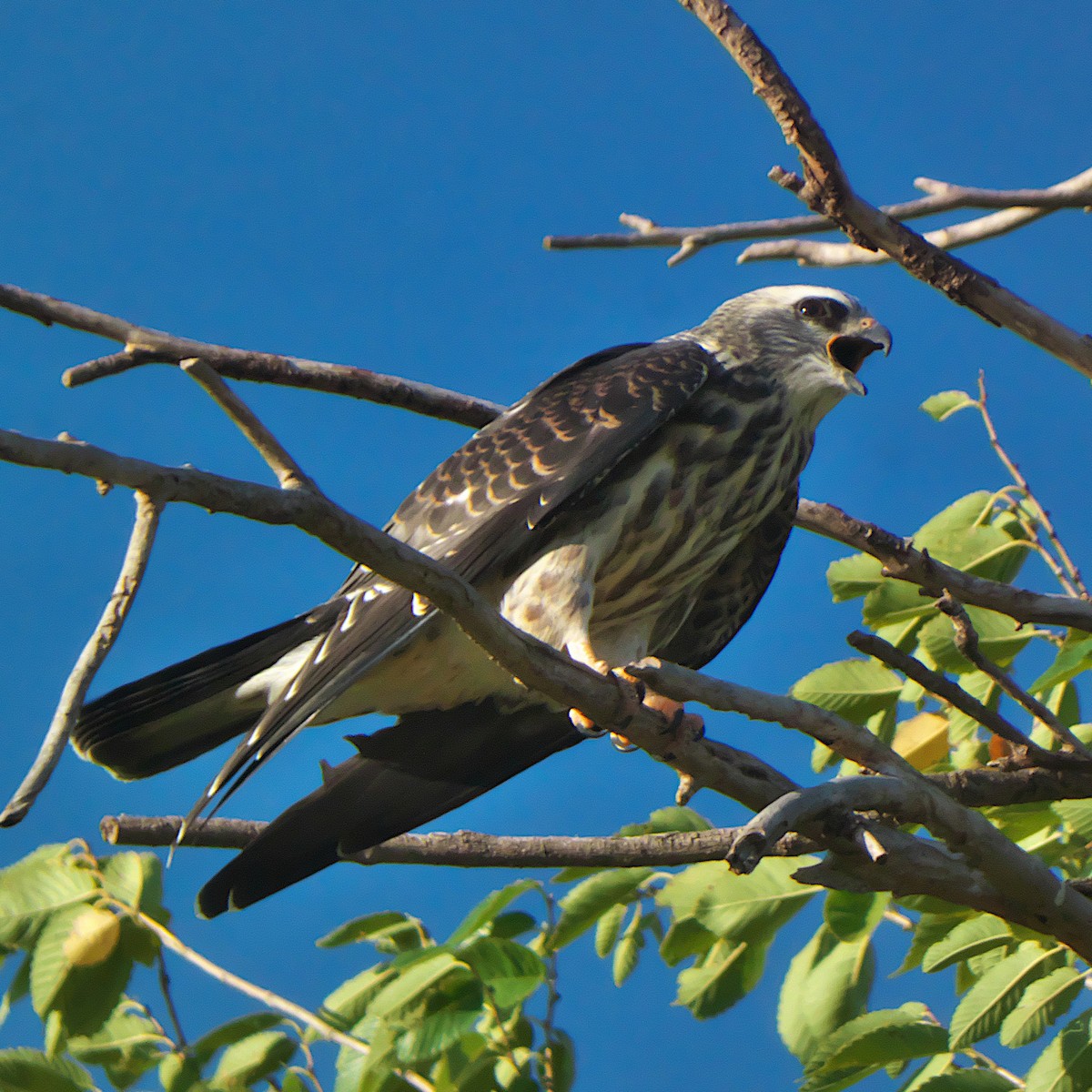 Mississippi Kite - ML639984825