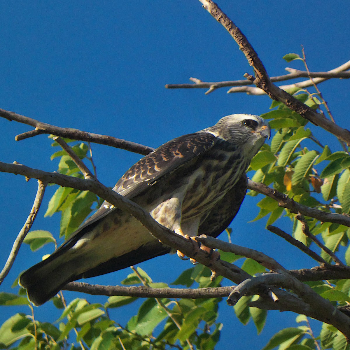 Mississippi Kite - ML639984827