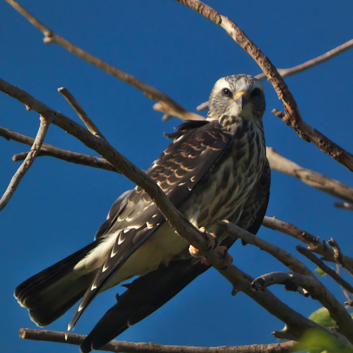 Mississippi Kite - ML639984829