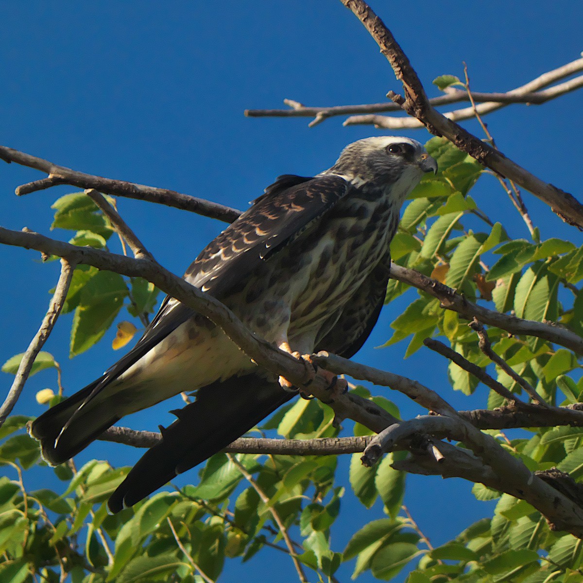 Mississippi Kite - ML639984830