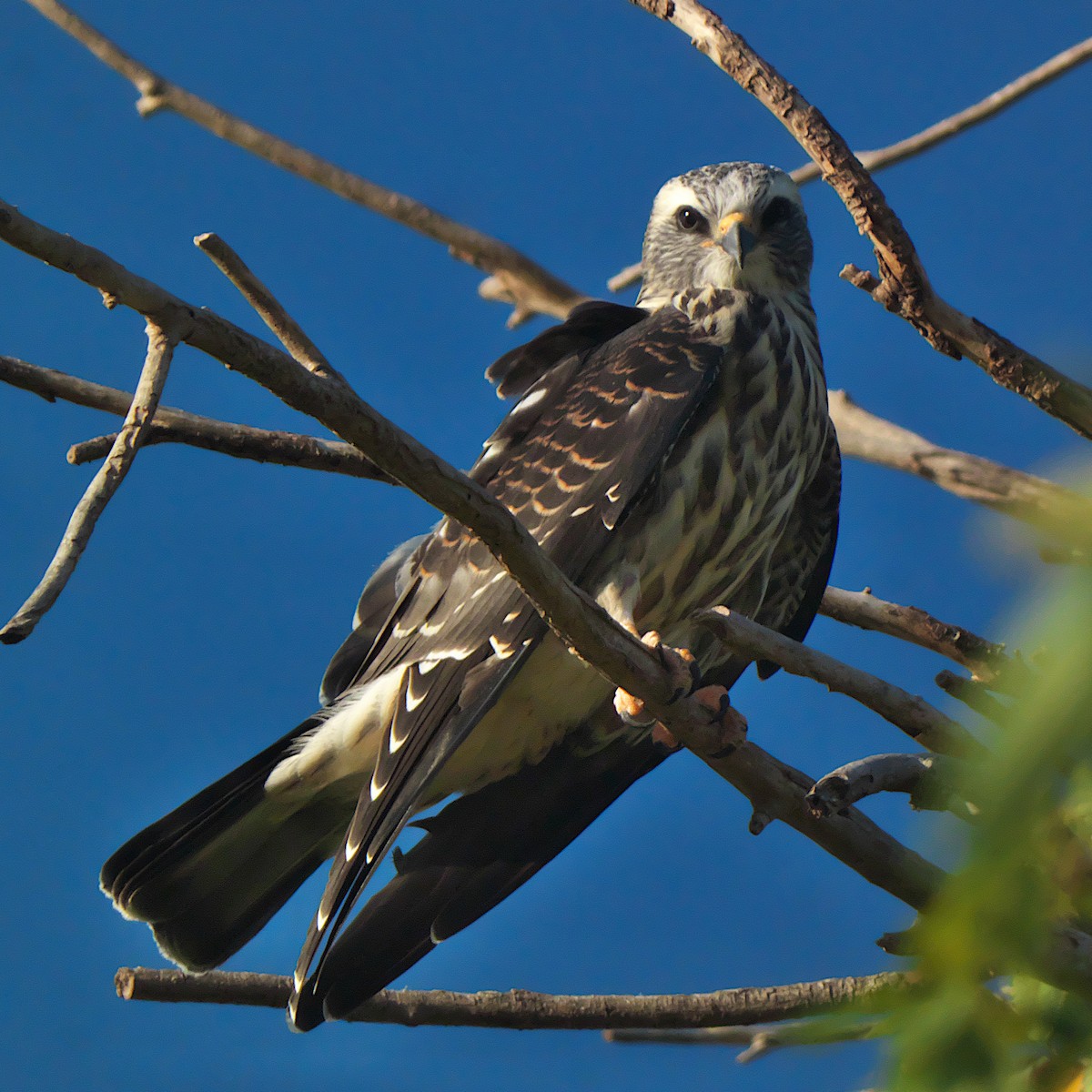 Mississippi Kite - ML639984833