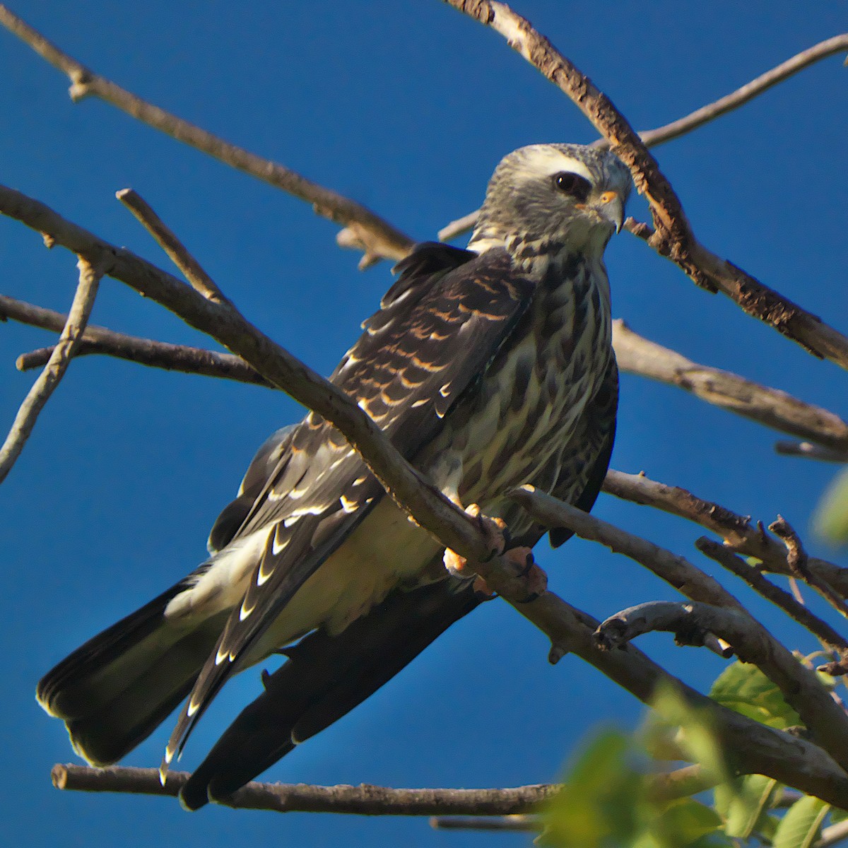 Mississippi Kite - ML639984834