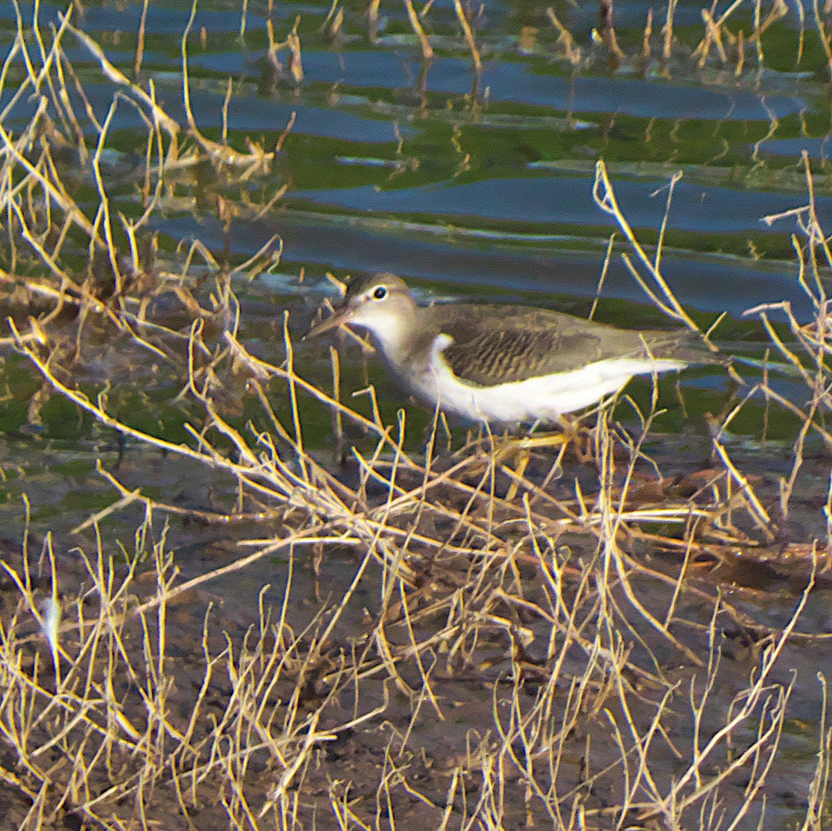 Spotted Sandpiper - ML639984839