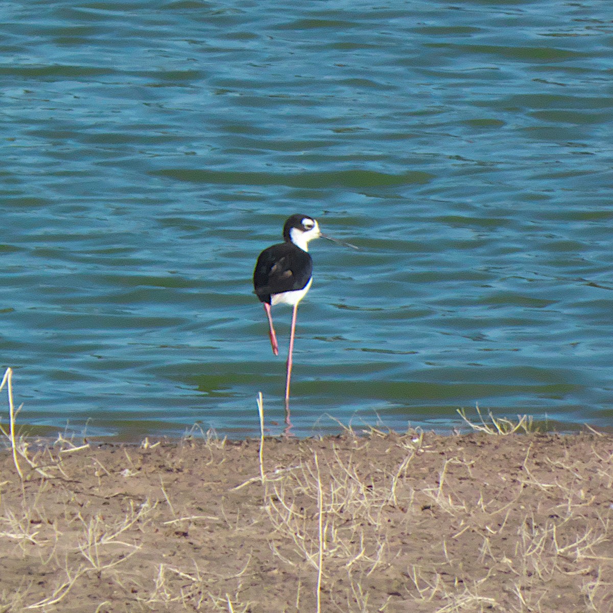 Black-necked Stilt - ML639984842