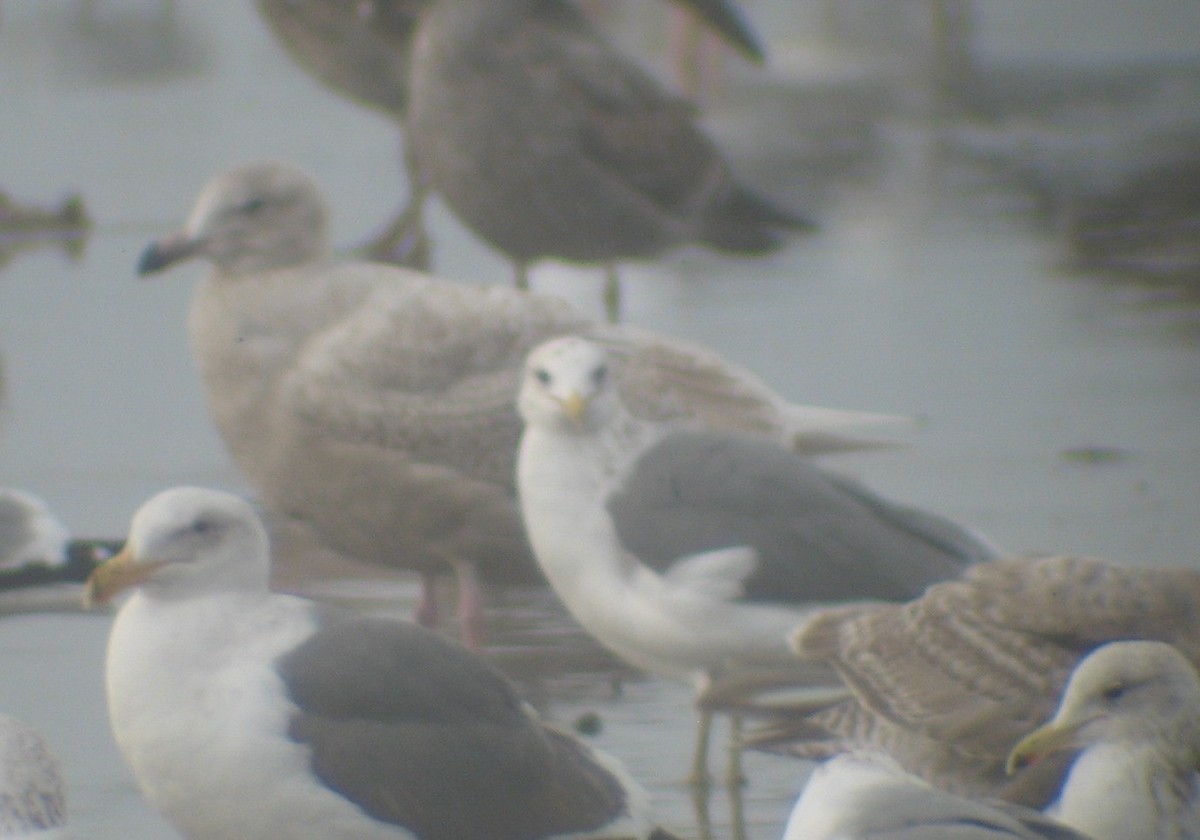 Glaucous x Glaucous-winged Gull (hybrid) - ML639984902