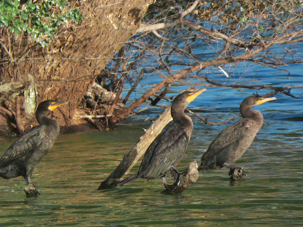 Double-crested Cormorant - ML639984927