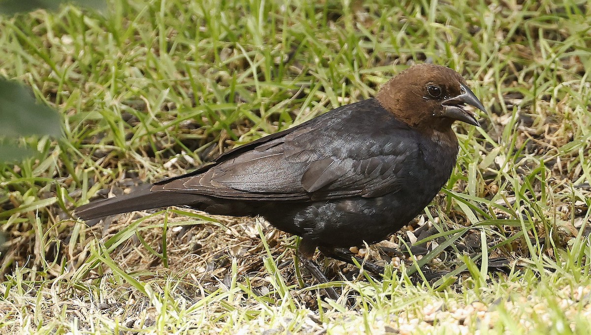 Brown-headed Cowbird - ML639984942