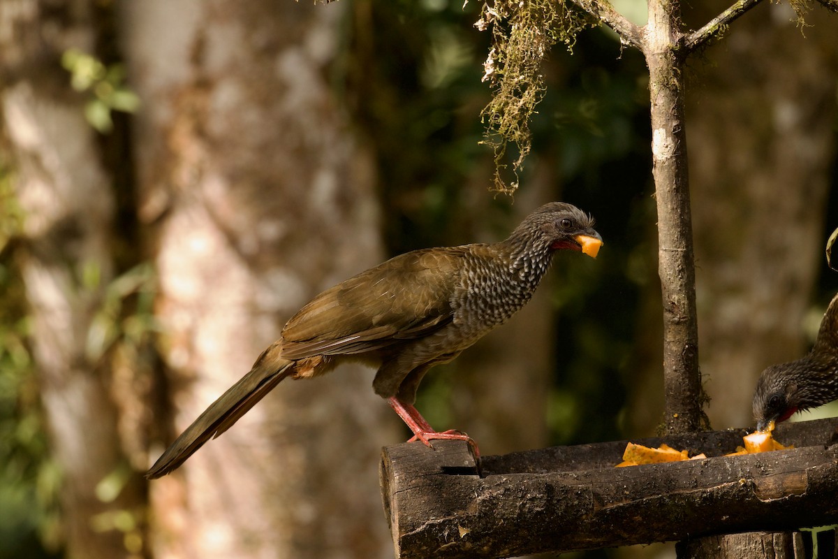 Speckled Chachalaca (Speckled) - ML639984954