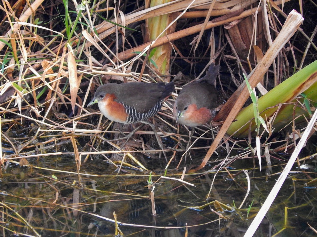 Rufous-sided Crake - ML639984955