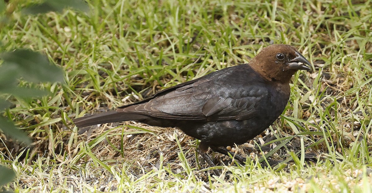 Brown-headed Cowbird - ML639985029