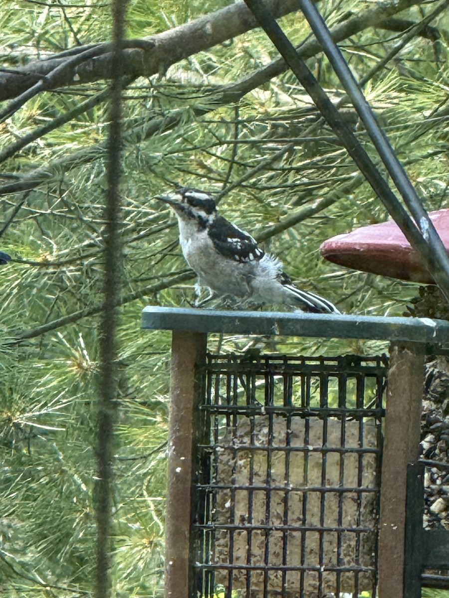 strakapoud americký - ML639985052