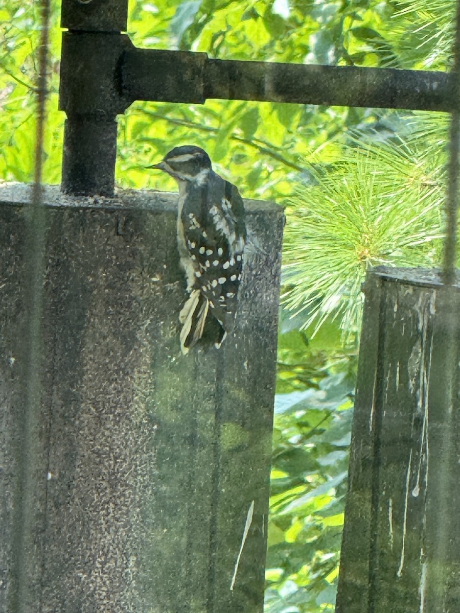 strakapoud americký - ML639985053