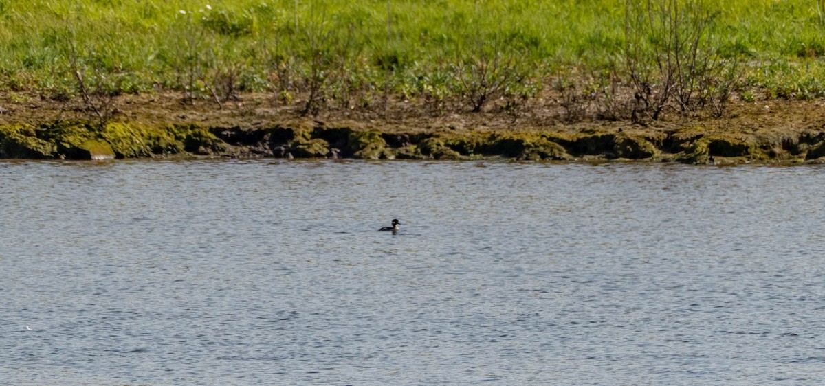 Bufflehead - ML639985055