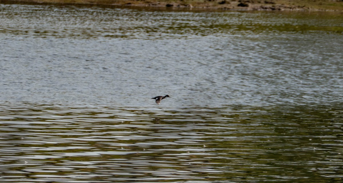 Bufflehead - ML639985058