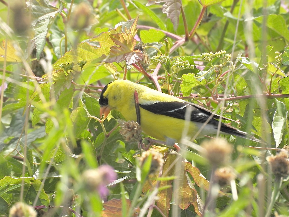 American Goldfinch - ML639985068