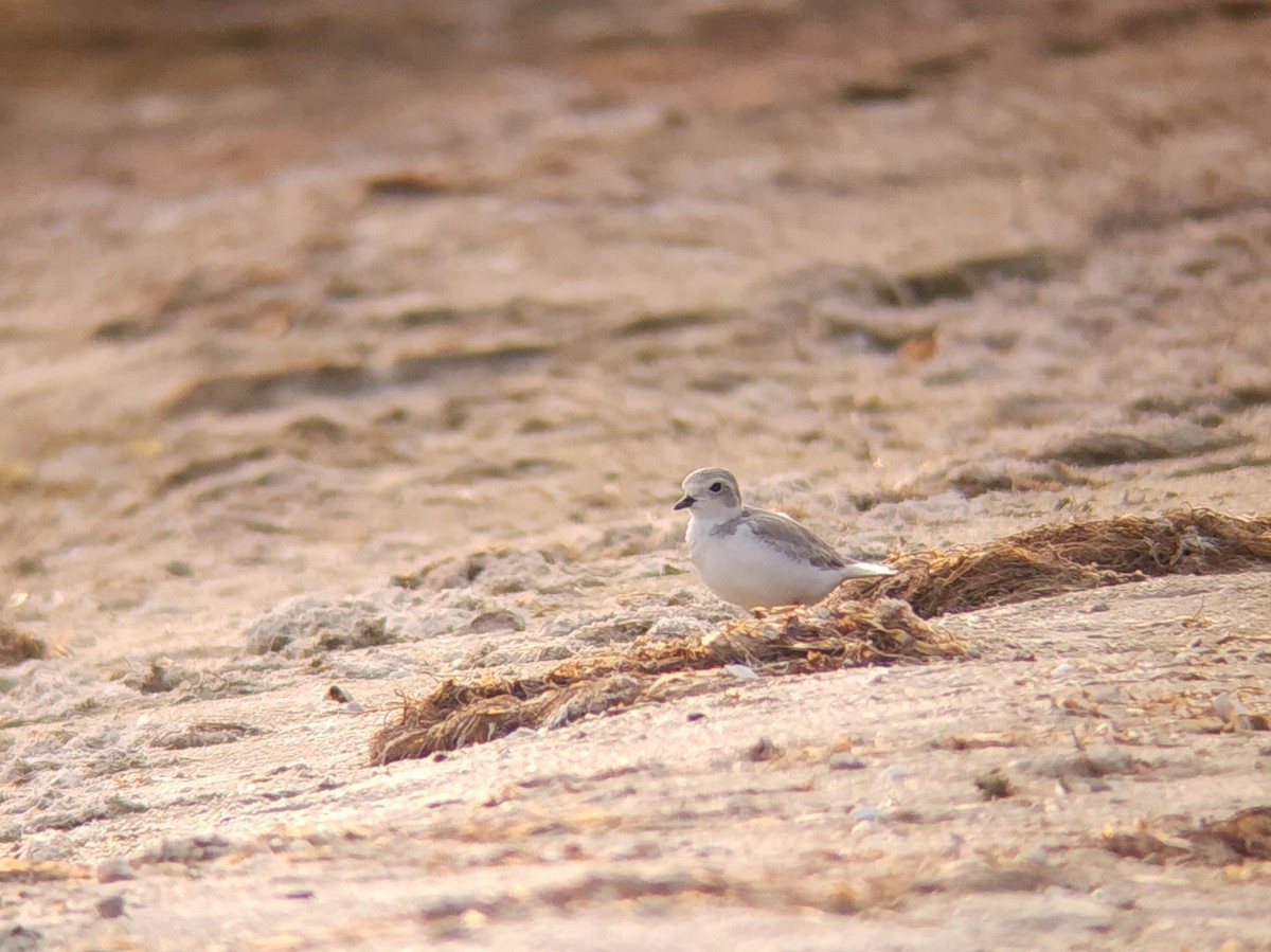 Piping Plover - ML639985150