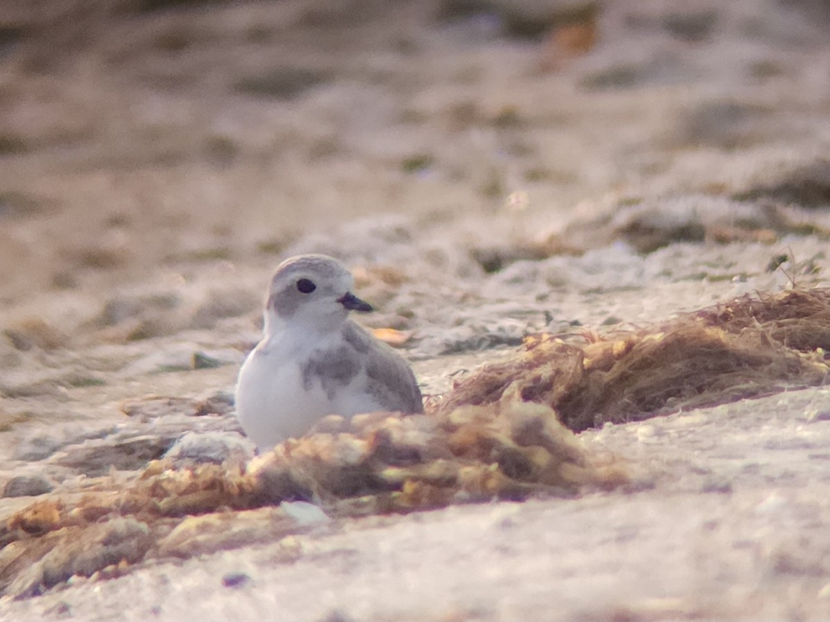 Piping Plover - ML639985151